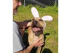 Mugsy American Staffordshire Terrier Adult Male
