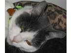 Adopt Marni a Gray or Blue (Mostly) Turkish Van / Mixed (short coat) cat in