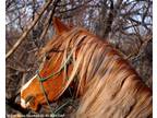 Gorgeous unusually colored Straight Egyptian Arabian Stallion