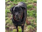 Adopt Bernard a Black Rottweiler / Newfoundland / Mixed dog in Dillsburg