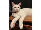 Adopt Willie a White Domestic Shorthair (short coat) cat in Yaphank