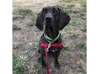 Adopt Bonnie a Brindle Plott Hound / Mixed dog in Richmond, VA (29583639)