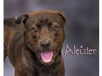 Adopt Aleister a Brown/Chocolate Labrador Retriever / Chow Chow / Mixed dog in