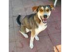 Adopt Trenton a Brown/Chocolate Husky / Mixed Breed (Medium) / Mixed dog in