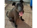 Adopt Teddy a Black Labrador Retriever / Great Dane / Mixed dog in Boaz