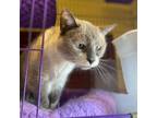 Adopt Malee a Snowshoe