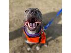 St. Nick V13b, Pit Bull Terrier For Adoption In Allen, Texas