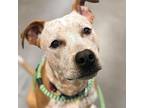 Lemon, American Staffordshire Terrier For Adoption In Allen, Texas