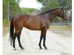 Proven Eventing Thoroughbred in FL
