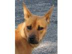 Adopt Tina a Tan/Yellow/Fawn - with Black Feist / Mixed dog in Frederick