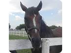 Cassiopeia, Thoroughbred For Adoption In Woodstock, Illinois