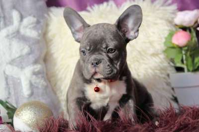 49 HQ Photos French Bulldog Rescue Vancouver Island - Vancouver Island French Bulldogs, French Bulldog Puppies