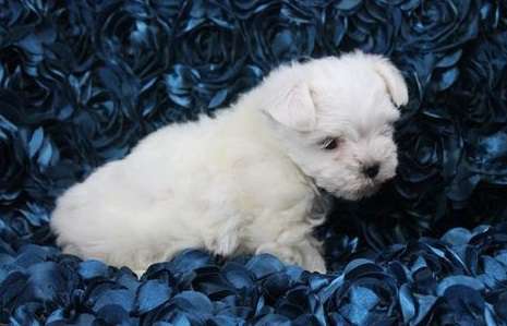 Puppies for Sale in Ontario