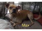 Max Chihuahua Adult Male