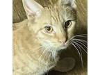 Bus, Domestic Shorthair For Adoption In Danville, Kentucky
