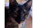Daisy, Domestic Shorthair For Adoption In Danville, Kentucky