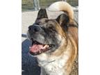 Adopt Cookie a Akita / Mixed dog in Fremont, OH (30024102)