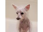 Adopt Phoebe - Medical Hold a White Westie, West Highland White Terrier / Mixed