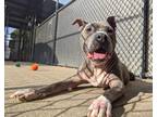 Adopt Gaby a Gray/Silver/Salt & Pepper - with White Pit Bull Terrier / Mixed dog