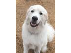 Adopt Disney a White - with Tan, Yellow or Fawn Great Pyrenees / Mixed dog in