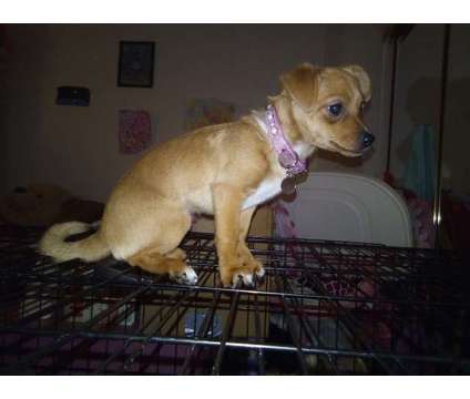 Female Pomeranian Chihuahua is a Female Chihuahua Puppy For Sale in Riverside CA
