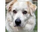 Adopt Luke in PA - Looking for the Good Life! a Great Pyrenees