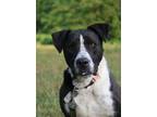 Adopt Oliver a White - with Black Pointer / Great Dane / Mixed dog in Attalla