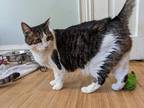 Adopt Max a Brown Tabby Domestic Shorthair / Mixed (short coat) cat in Hanover