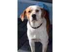 Adopt Holden a White - with Tan, Yellow or Fawn Pointer / Hound (Unknown Type) /