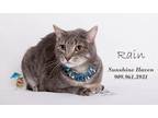 Adopt Rain a Gray, Blue or Silver Tabby Domestic Shorthair (short coat) cat in