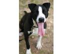 Adopt Owen a White - with Black Pointer / Great Dane / Mixed dog in Attalla
