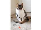 Adopt Emme a Calico or Dilute Calico Calico (short coat) cat in Jeannette