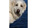 Adopt Angus a White Great Pyrenees / Anatolian Shepherd / Mixed dog in