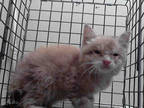 Adopt NIKO a Orange or Red Tabby Japanese Bobtail / Mixed (short coat) cat in