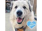 Adopt Jonas in PA - Lots of 'Pawtential' a Great Pyrenees