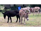 Adopt ollie a Gray Donkey/Mule/Burro/Hinny horse in Dunnellon, FL (30237386)