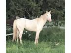 King and Silver Wimpy bred Cremello Quarter horse Stallion Super laid back