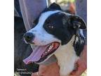 Samson, Pit Bull Terrier For Adoption In Heber Springs, Arkansas