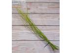 Buy Yellow Twig Dogwood Decorative Accents Online