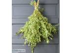 Shop for Variegated Boxwood Bunched Live Greens - Lb