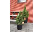 Buy Picea glauca Conica White Spruce Tree - Gallon