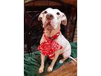 Roscoe, American Pit Bull Terrier For Adoption In Dallas, Texas