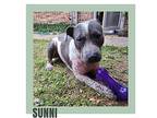 Sunni, American Pit Bull Terrier For Adoption In Dallas, Texas