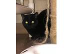 Adopt June a All Black Bombay / Mixed (short coat) cat in Orangeburg