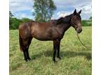 Adopt Illapa '19 ("Inca") a Black Thoroughbred / Mixed horse in Nicholasville
