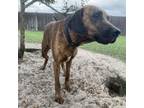 Adopt Stella a Redbone Coonhound