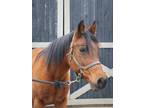 Adopt Unbridled Charm a Chestnut/Sorrel Arabian horse in Nicholasville