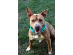 Diesel, American Staffordshire Terrier For Adoption In Warner Robins, Georgia
