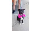 Adopt Stevie a Black - with White American Pit Bull Terrier / Whippet / Mixed