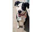 Adopt Archie a Black - with White Great Dane / Pit Bull Terrier / Mixed dog in